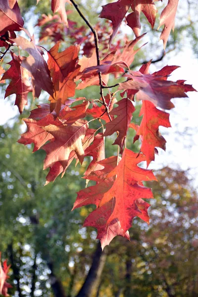 Autumn Leaves Overhead Sky Colorful Autumn Landscape Autumn Season Autumn — Stock Photo, Image