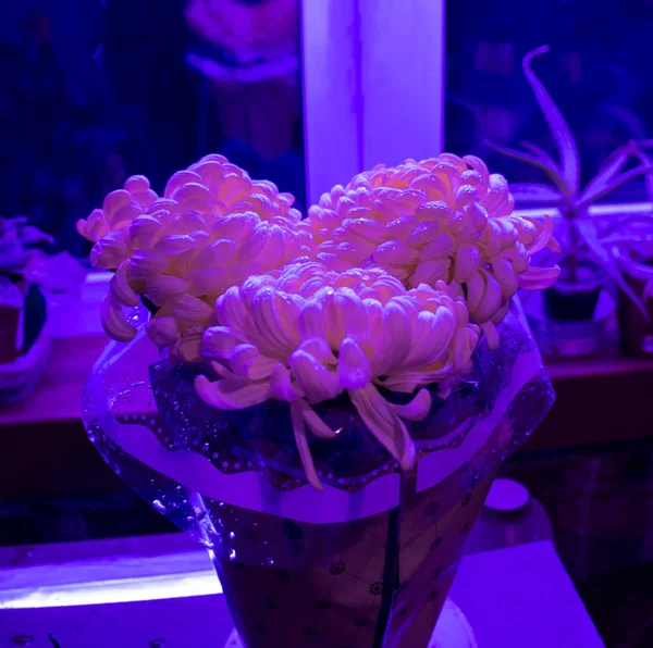 Pink Chrysanthemum Flowers Close Water Droplets Pot — Stock Photo, Image