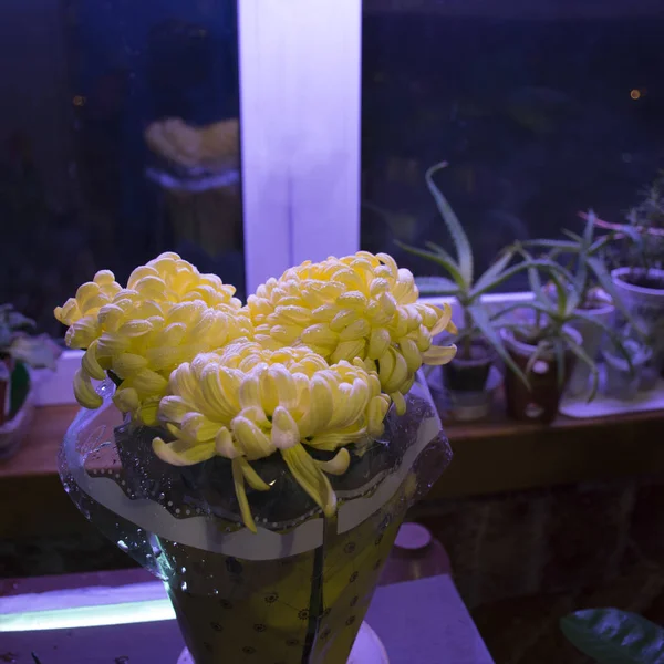 Sárga Krizantém Virágok Közelkép Vízcseppekkel Egy Edényben — Stock Fotó
