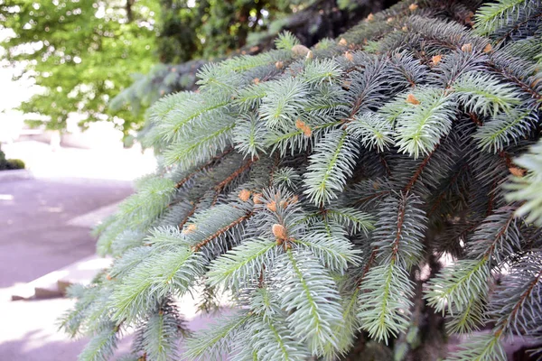 Branche Épinette Belle Branche Épinette Avec Aiguilles Arbre Noël Dans — Photo