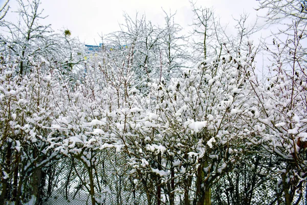 冬の茂みや低木 葉や枝に新しい白い雪 — ストック写真