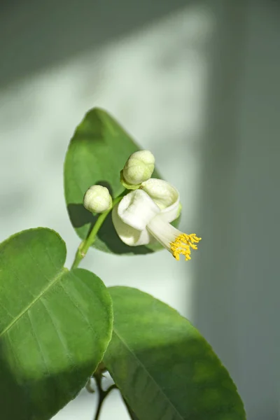 Fleur Citron Fleurit Sur Citronnier — Photo