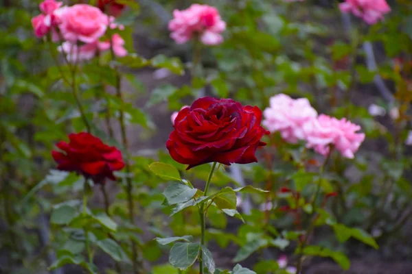 Dark red rose on a beautiful colored blur background horizontally. Rosa. Rosaceae Family. Amazing red rose. Copy Space.