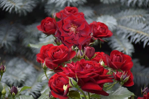 Ein Strauch Mit Riesigen Leuchtend Roten Rosen Auf Einem Hintergrund — Stockfoto