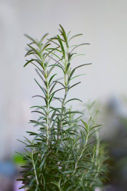 Taze biberiye dalının makro görüntüsü