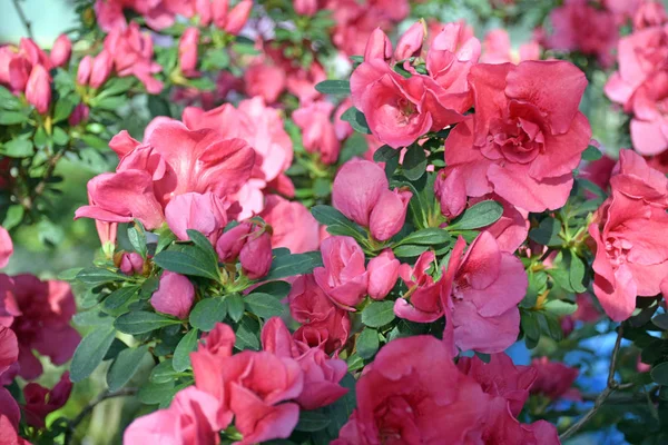 Kış bahçesinde çiçek açan mercan pembe açelyalar. Rododendron 'un yatay yakın plan görüntüsü. Çiçek açan açelyalar mevsimi.