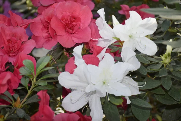 White Pink Azalea Flowers Horizontal Closeup Image Rhododendron Season Flowering — Stock Photo, Image