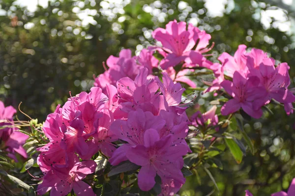 Różowy Krzak Azalii Szklarni Piękne Kwiaty Pora Kwitnących Azalii — Zdjęcie stockowe