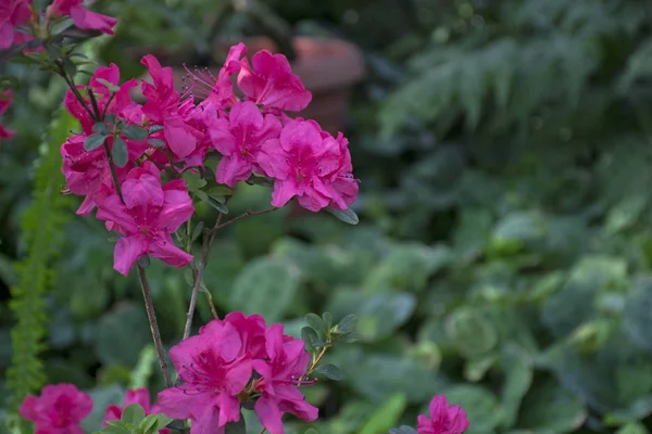Pink Azalea Bush Greenhouse Beautiful Flowers Season Flowering Azaleas — Stock Photo, Image