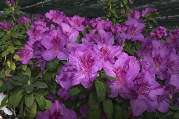 Rózsaszín Azálea Bokor Üvegházban Gyönyörű Virágok Virágzó Azáleák Évszaka — Stock Fotó