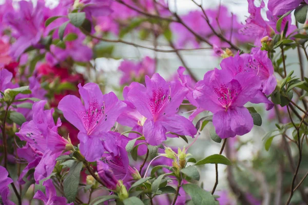 Pink Azalea Bush Greenhouse Beautiful Flowers Season Flowering Azaleas — Stock Photo, Image