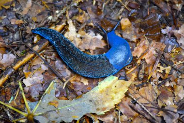 Mavi Bielzia portresi ormandaki kuru yaprakların üzerinde sürünen sümüklü böcek. Karpat mavisi sümüklü böcek ya da mavi sümüklü böcek, seçici odak