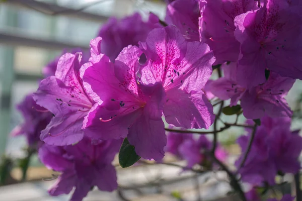 Branch Beautiful Pink Azalea Flowers Delightful Purple Azalea Flowers Pink — Stock Photo, Image