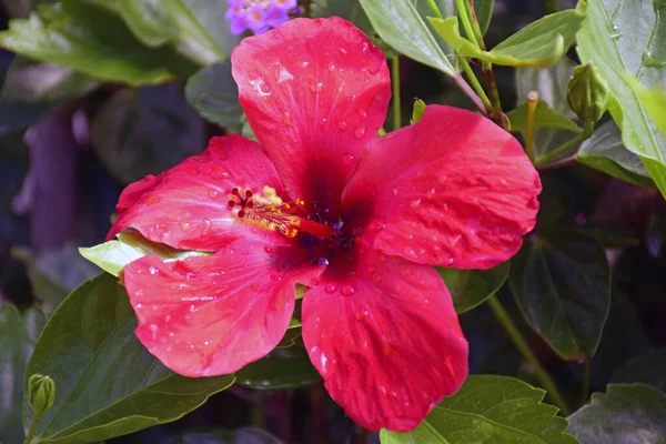 Primer Plano Flor Roja Hibisco Con Gotas Rocío —  Fotos de Stock