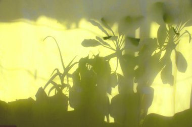 Sarı perdeden geçen güneş ışığı, evcil bitkilerle çevrili pencere. Sabah ışığı arkaplanı.