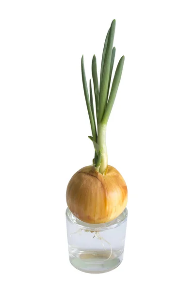 Onions Grown Window Home Window Gardening Quarantine Spring Home — Stock Photo, Image