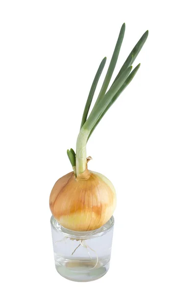 Onions Grown Window Home Window Gardening Quarantine Spring Home — Stock Photo, Image