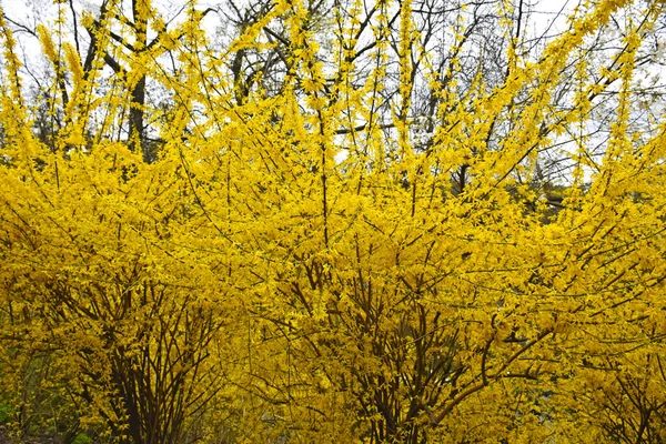 Bahar bahçesi. Önünde yeşil çimenler ve mavi gökyüzü olan fındık çiçekleri. Altın Çan, Forsythia Sınırı (Forsythia x intermedia, europaea) İlkbahar Bahçesi çalılığında çiçek açıyor