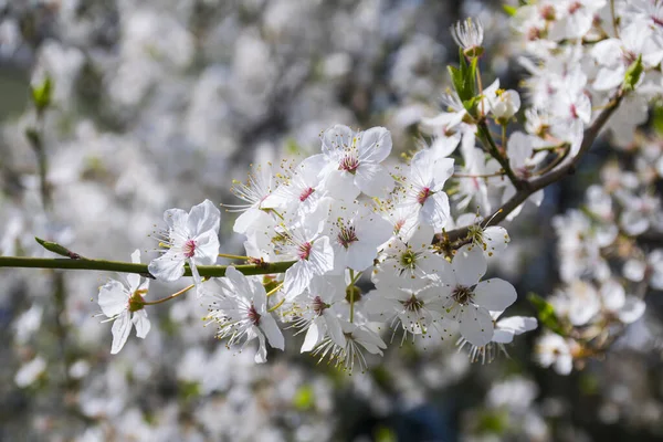 Cherry flowers closeup. White cherry flowers, romantic spring backdrop. White cherry blossom with selective focus. Spring blooming sakura cherry flowers branch.
