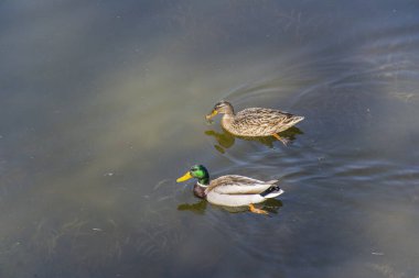 Ördek ve Drake gölette yüzüyor. Yukarıdan bir fotoğraf. Yakın plan. Suda iki ördek.