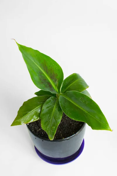 Planta Banana Jovem Pote Preto — Fotografia de Stock