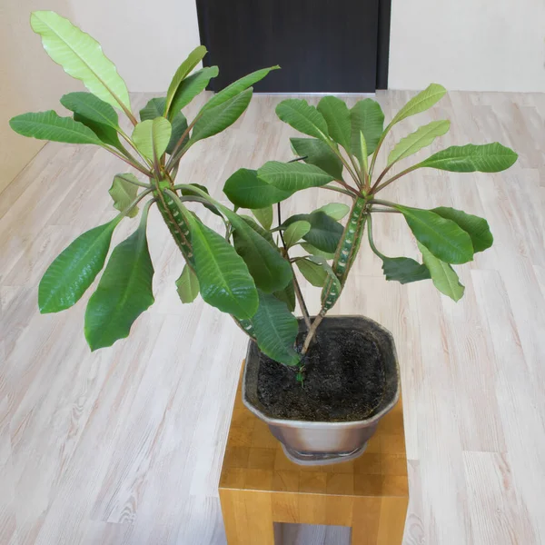 Euphorbia luconeura bitkisi bir saksının üstünde. Bir ışık zemininin arka planına karşı ev bitkisi öforbisi. Parlak bir odada, ahşap bir standın üzerinde yeşil bir bitki duruyor.. 