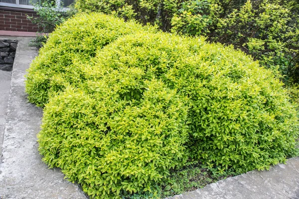 Light green round bush near the house. Round trimmed bushes in the park, green hedge. Evergreen shrubs.