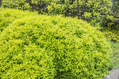 Açık yeşil yuvarlak çalı. Parktaki yuvarlak budanmış çalılar, yeşil çit. Evergreen çalıları.