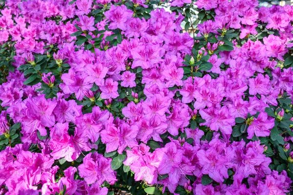 Image of beautiful floral wall background with amazing spring flowers of azalea. Pink azalea flowers with green leaves. Spring bloom, pink floral background. Shallow depth of field.