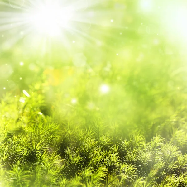 Абстрактный Естественный Фон Зеленая Трава Солнечными Лучами — стоковое фото