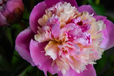 Güzel parlak ve renkli şakayık çiçeği yakın plan