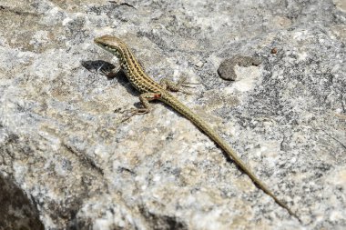 Gri taş arka planda küçük sürüngen görüntüsü