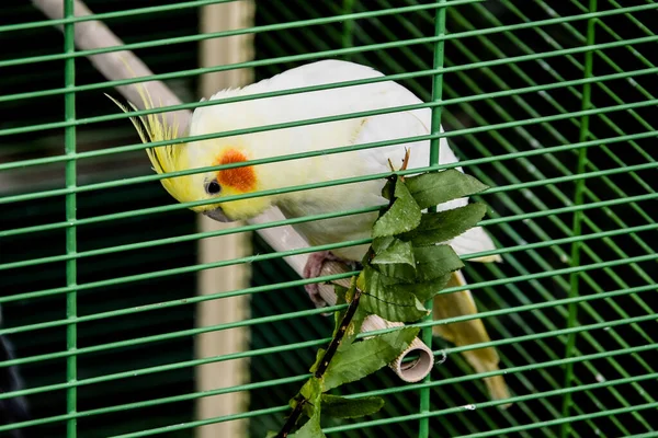 Eenzame en trieste papegaai zit geïsoleerd in kooi — Stockfoto