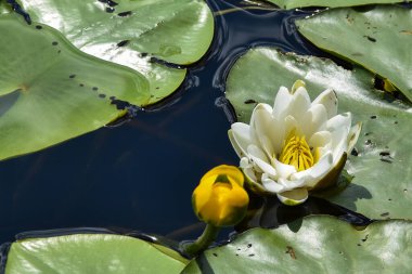 Sakinleştirici ve güzel beyaz nilüfer çiçeği nehirde.