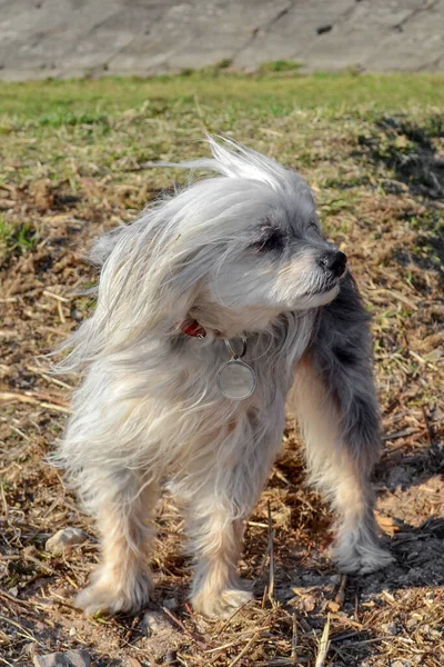 Pequeño perro está posando en la cámara mientras camina en el clima ventoso . — Foto de Stock