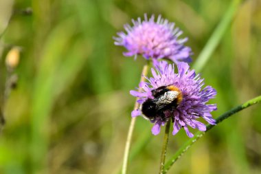 Arı nektarı arıyor ve topluyor. Böcek çiçeğin üzerinde oturuyor..
