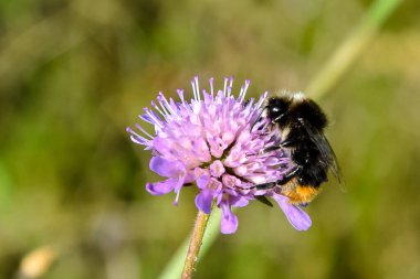 Arı nektarı arıyor ve topluyor. Böcek çiçeğin üzerinde oturuyor..