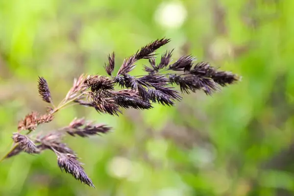 Close up view of summer rural landscape with spikelet in front of green field — Stock Photo, Image