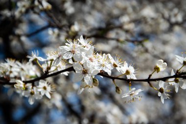 Bahar mevsiminin kısa bir zamanı kiraz ağacının çiçek açmasıdır..