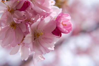 Baharın kısa bir mevsimi Sakura ağacının çiçek açmasıdır..