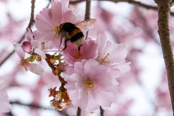 Pszczoła szuka nektaru w kwitnących kwiatach sakury. Jedna krótka chwila wiosną. — Zdjęcie stockowe