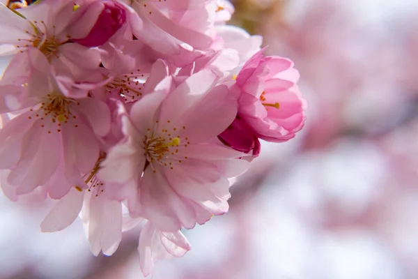 Um breve momento da estação na primavera é a floração da árvore sakura . — Fotografia de Stock