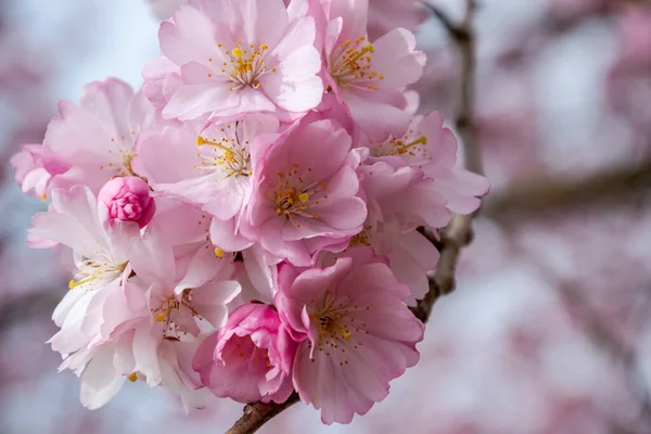 Un breve momento della stagione in primavera è la fioritura dell'albero di sakura. — Foto Stock