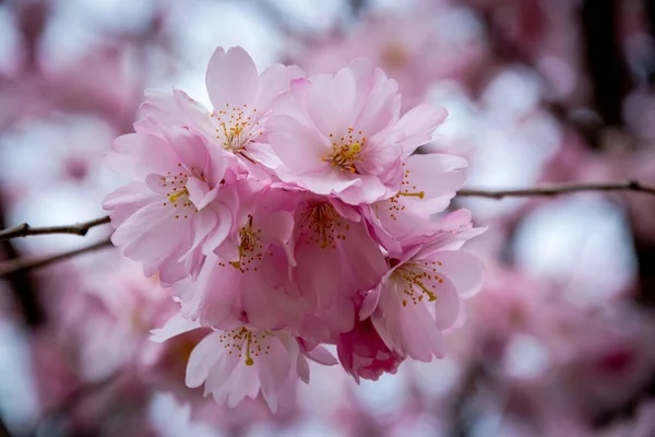 Un breve momento de temporada en primavera es la floración del árbol de sakura . — Foto de Stock