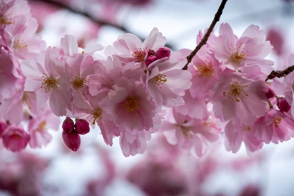 Um breve momento da estação na primavera é a floração da árvore sakura . — Fotografia de Stock