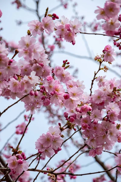 Een kort seizoen moment in de lente is de bloei van de sakura boom. — Stockfoto