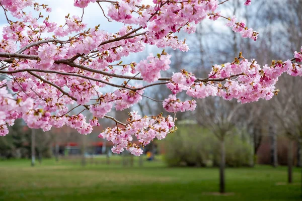 One brief season moment in spring time is the blooming of sakura tree in the park. Stock Photo