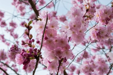 Baharın kısa bir mevsimi Sakura ağacının çiçek açmasıdır..