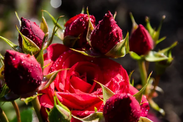 Bahçede açan kırmızı bir gül. Rose arka planı kapat.