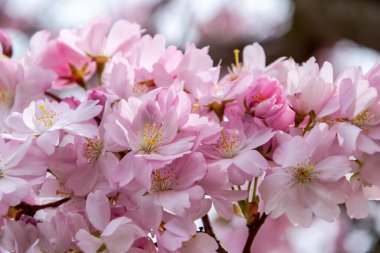 Baharın kısa bir mevsimi Sakura ağacının çiçek açmasıdır..